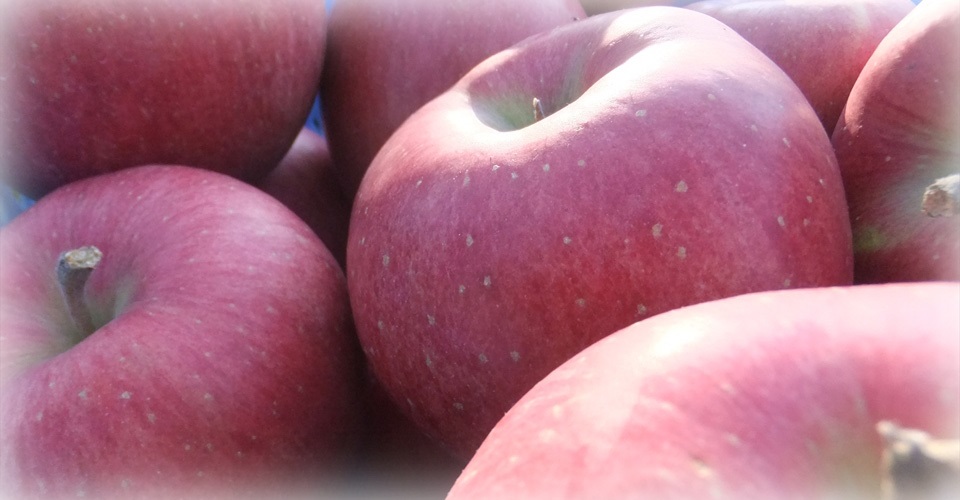 とやさんちのりんご[飯綱町で極上のりんごを栽培する農家のホームページ]:ホーム